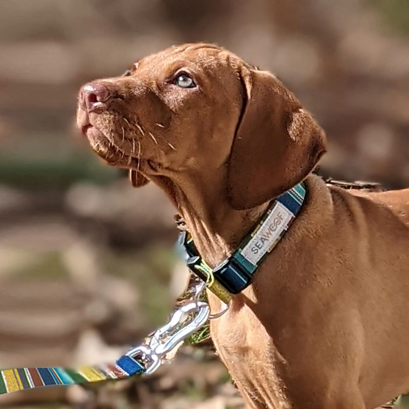 Seawoof Dog Leash Green Stripes Pattern - Image 8