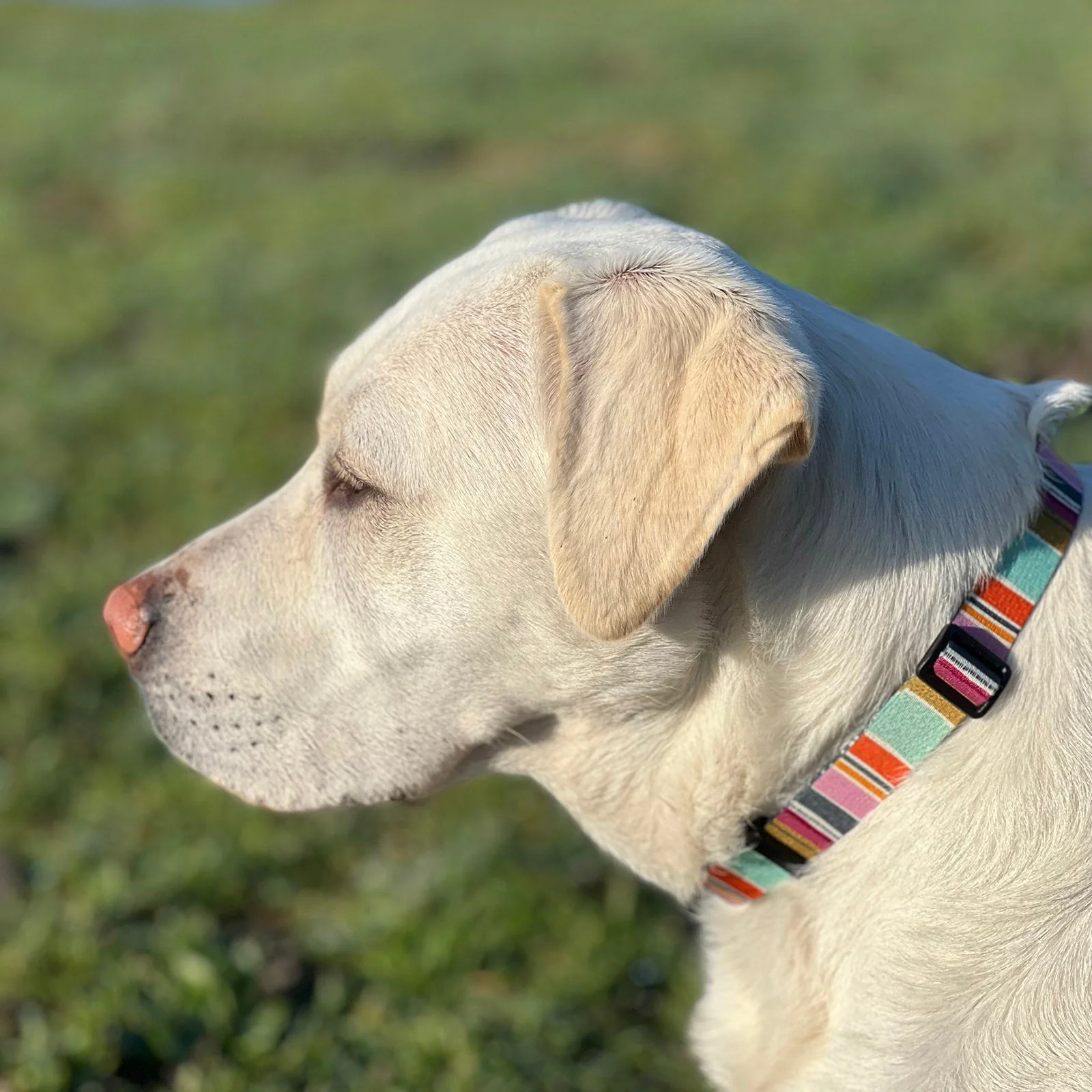 Seawoof Dog Leash Multicolor Stripe Print - Image 8