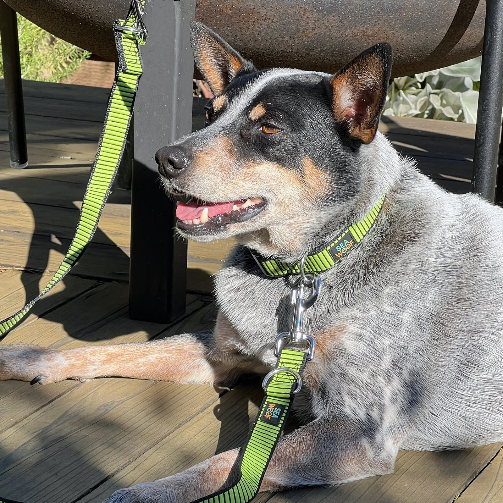 Seawoof Sturdy Dog Collar - Image 3