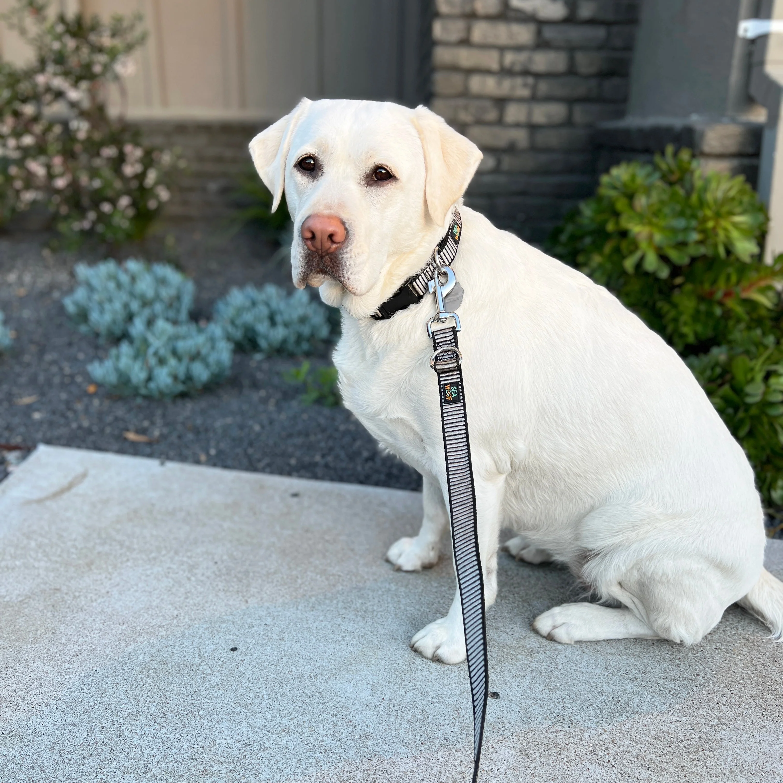 Seawoof Sturdy Dog Collar Silver/Black - Image 5