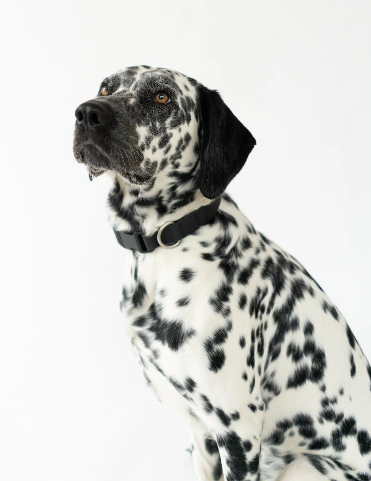Small Dog Collar - Image 2
