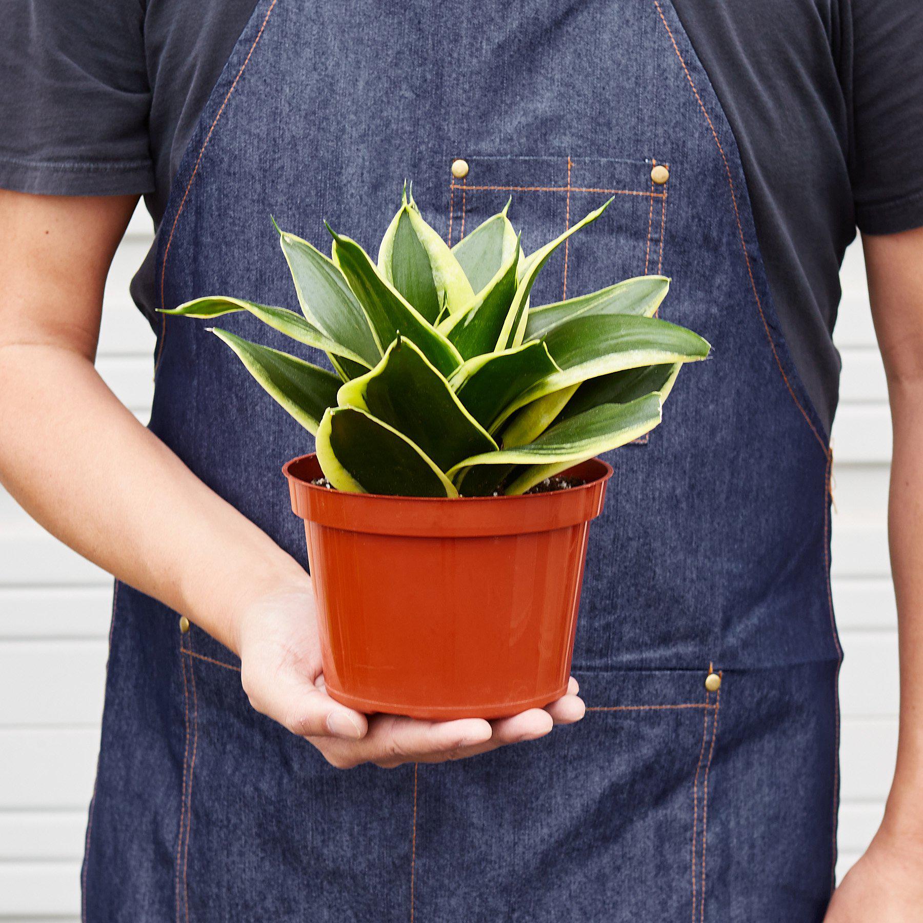 Snake Plant 'Black Gold' - Image 5