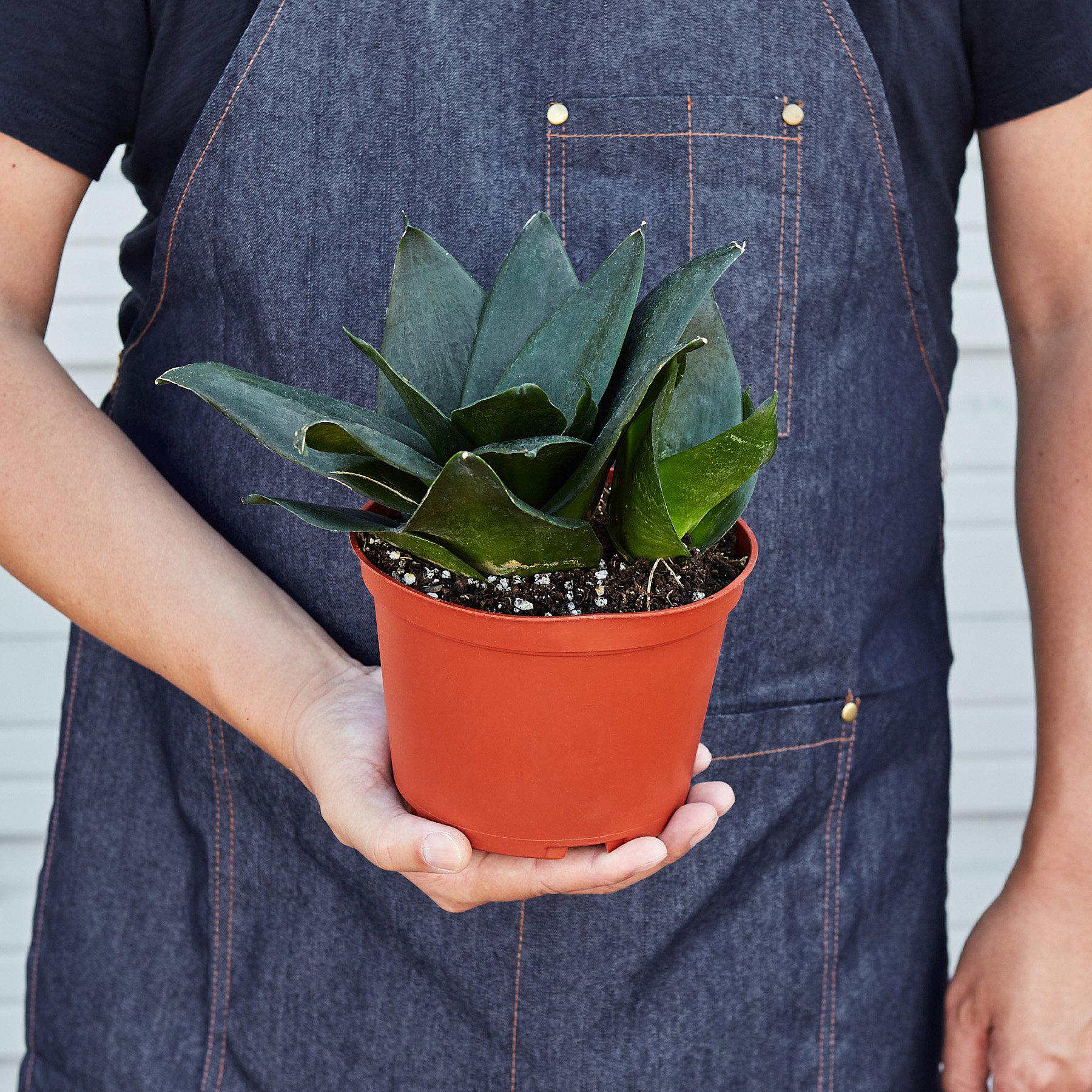 Snake Plant 'Jade' - Image 5