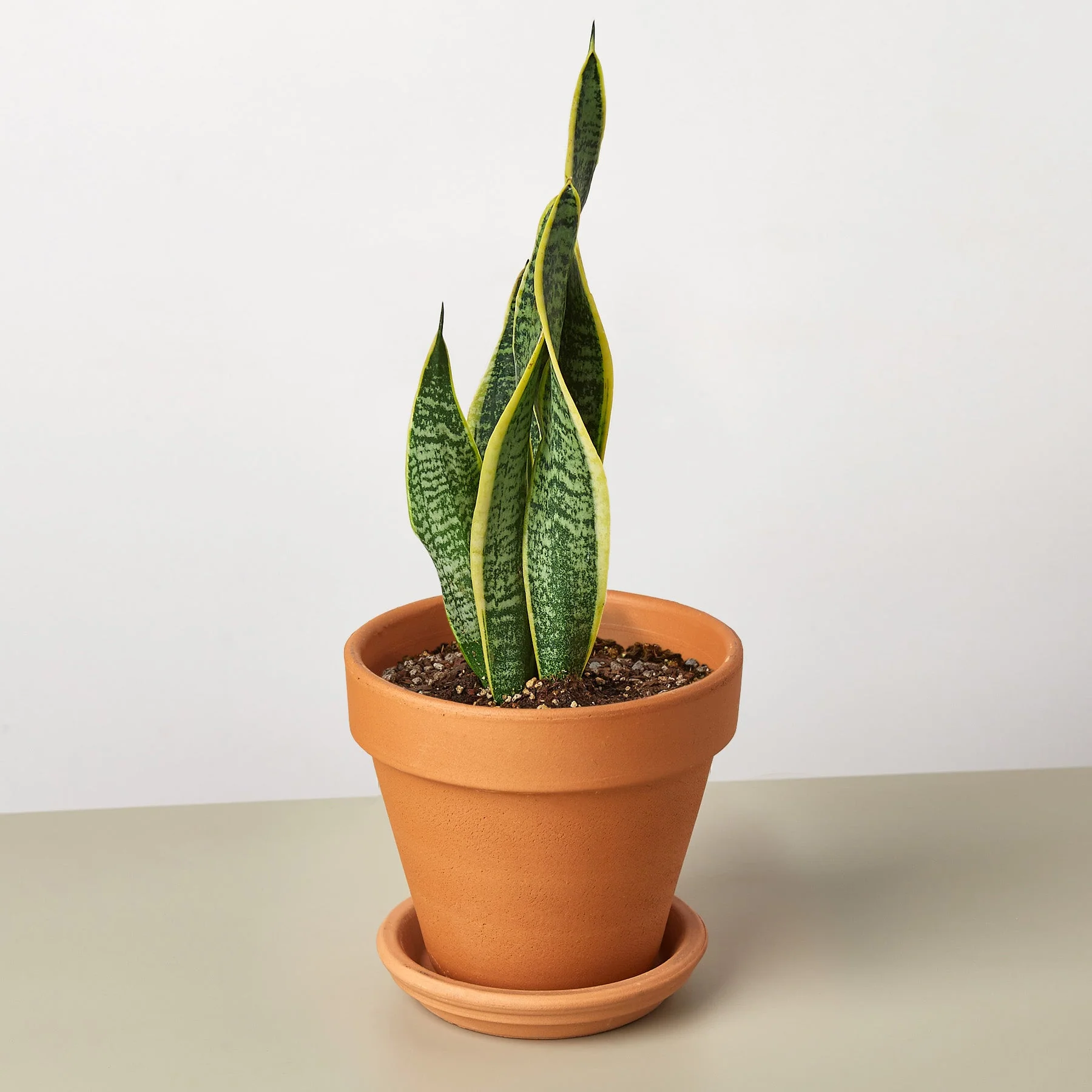 Snake Plant 'Laurentii' - Image 13