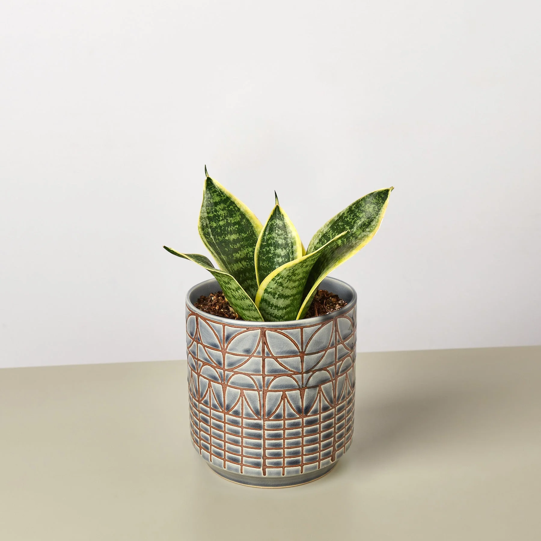 Snake Plant 'Laurentii Dwarf' - Image 10