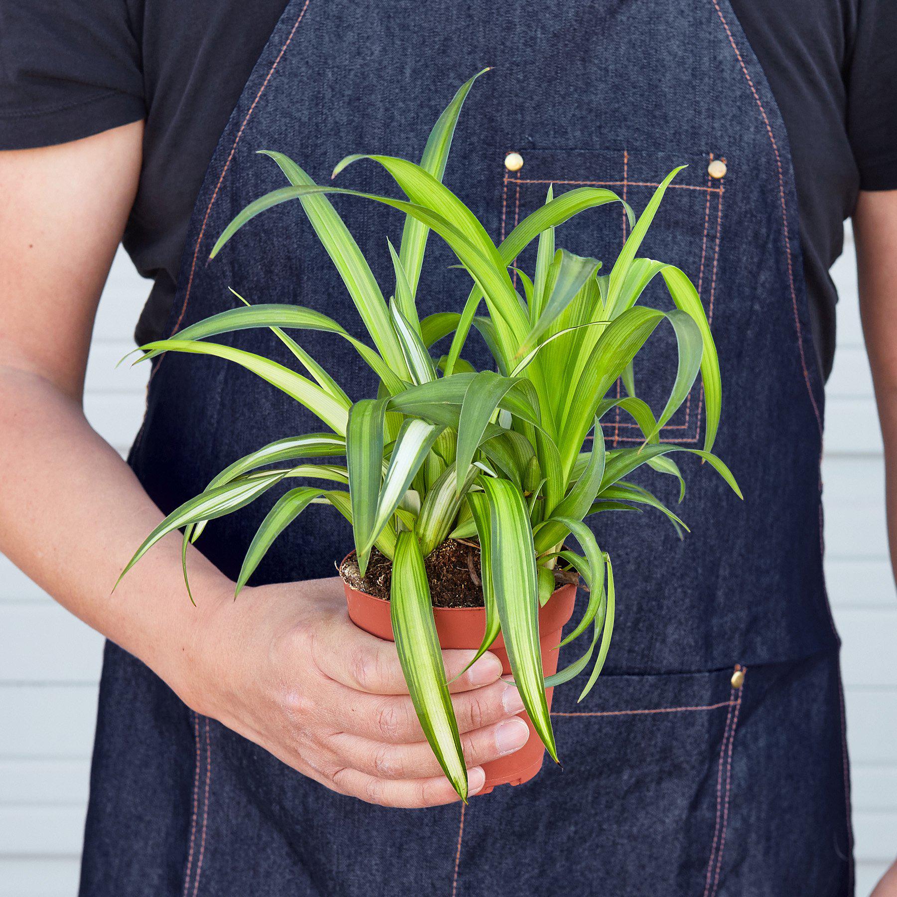 Spider Plant 'Hawaiian' - Image 3