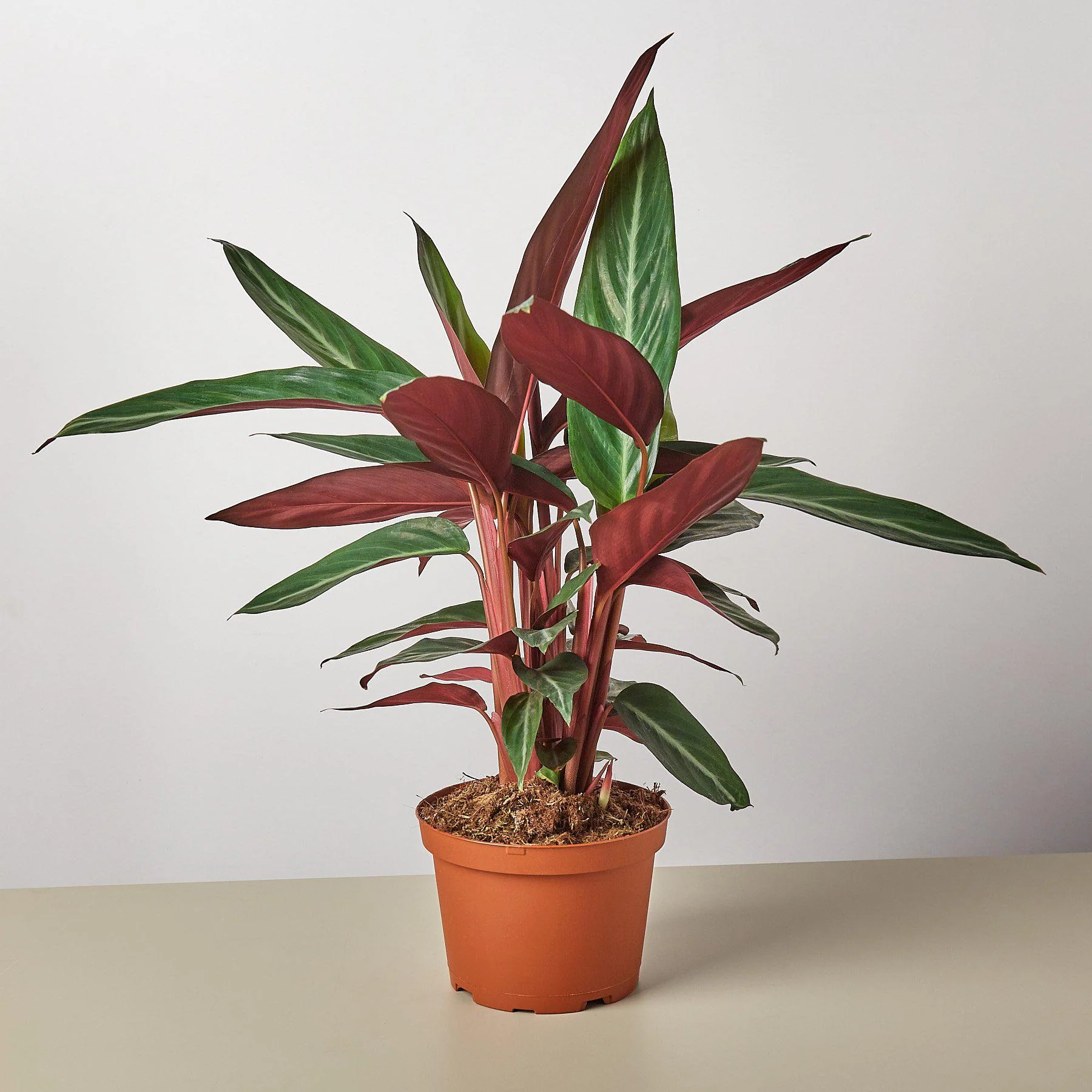 Stromanthe 'Sanguinea' - Image 5