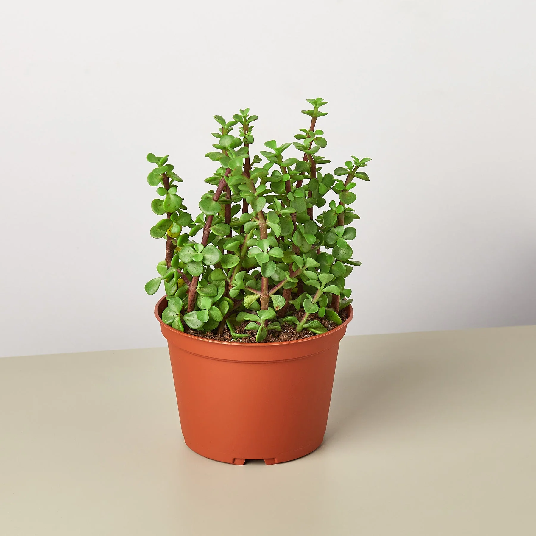 Succulent 'Elephant Bush' - Image 3