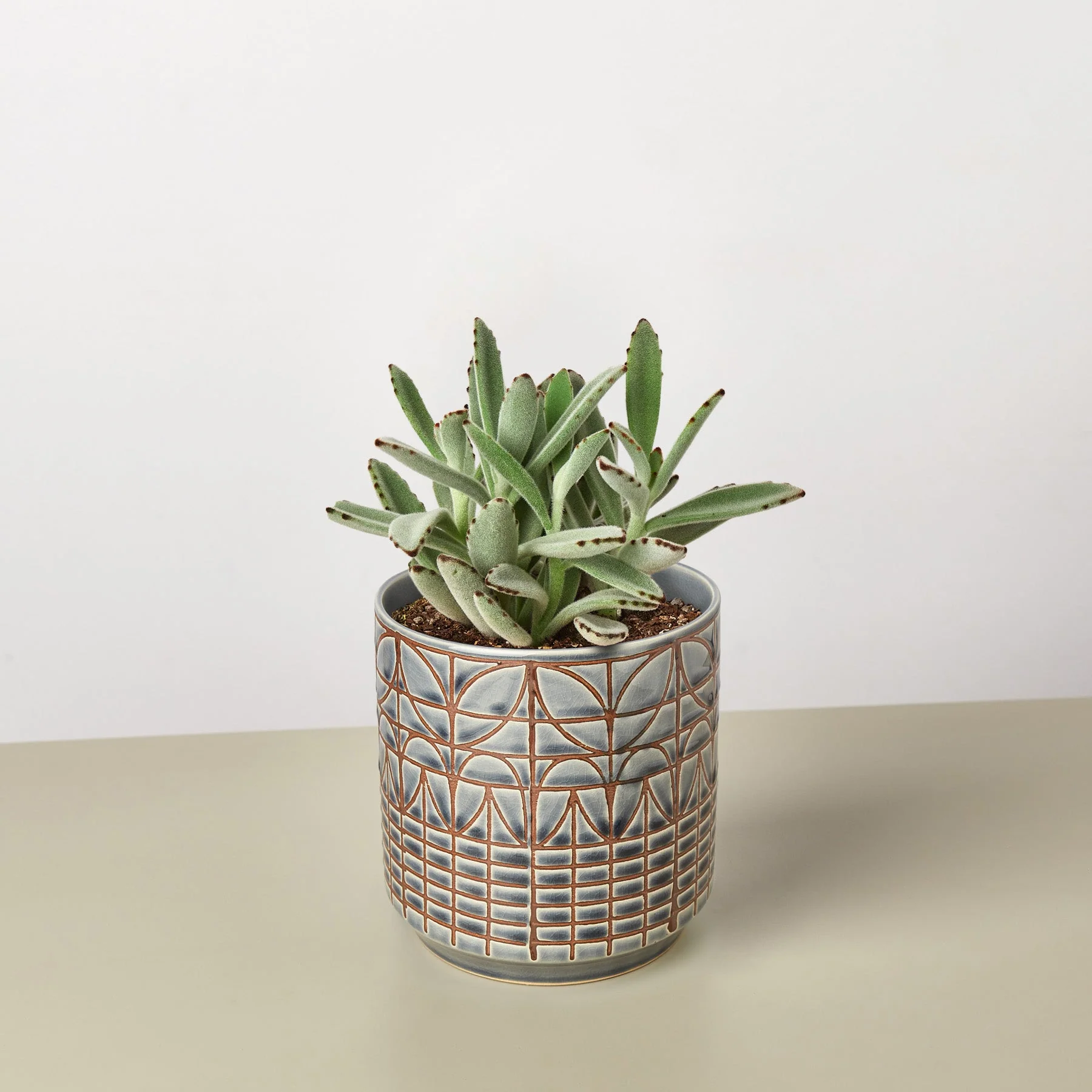 Succulent Kalanchoe 'Panda Plant' - Image 3