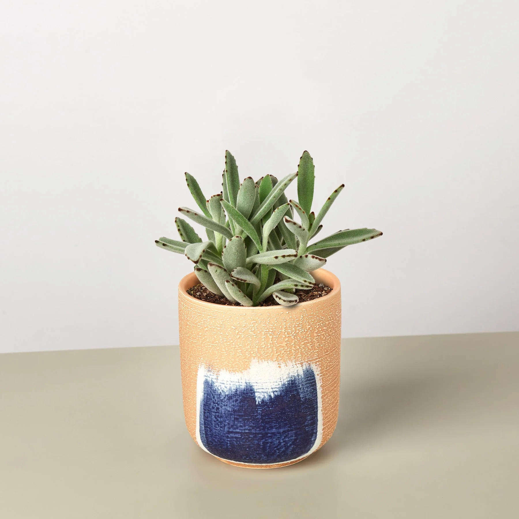 Succulent Kalanchoe 'Panda Plant' - Image 6