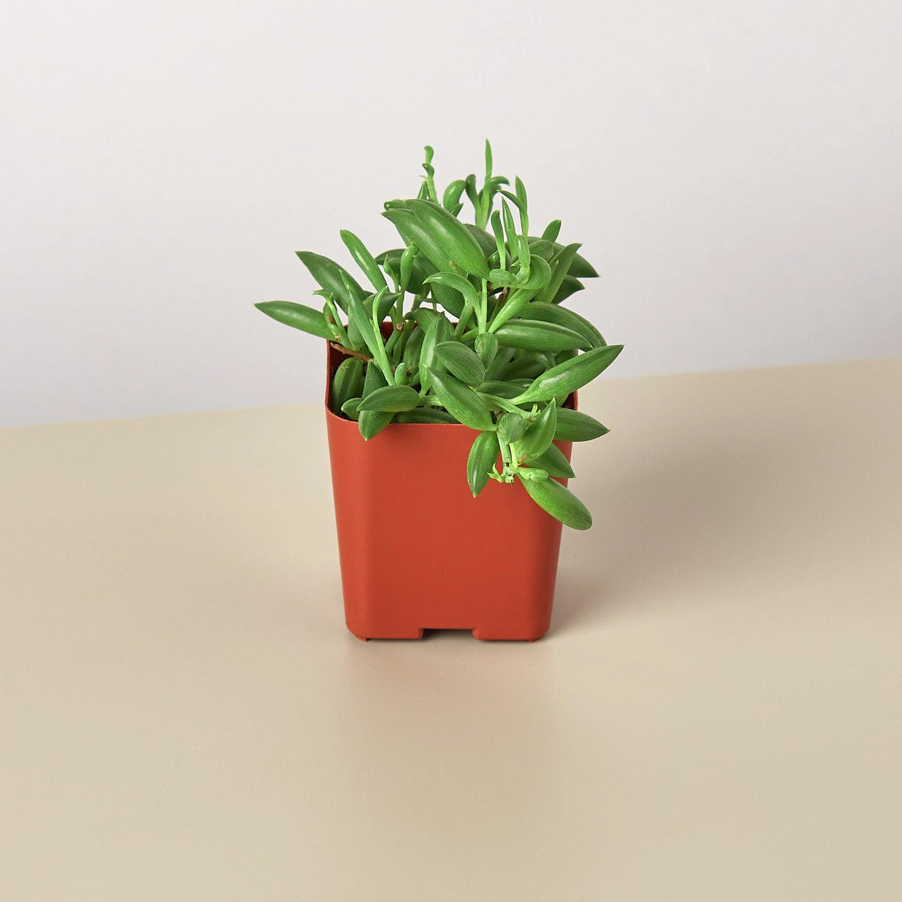 Succulent 'String of Bananas' - Image 5