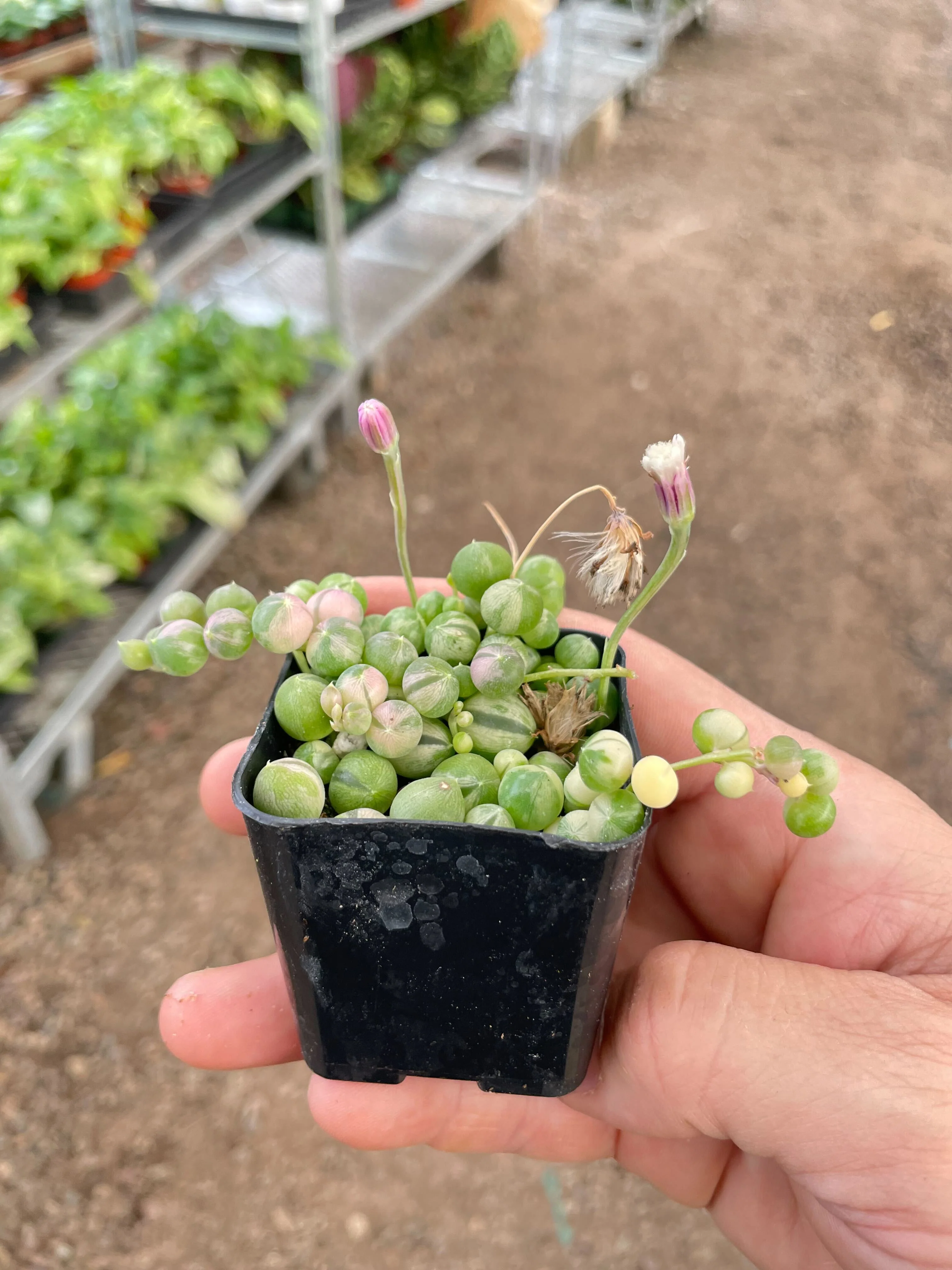 Succulent 'String of Pearls' Variegated - Image 3