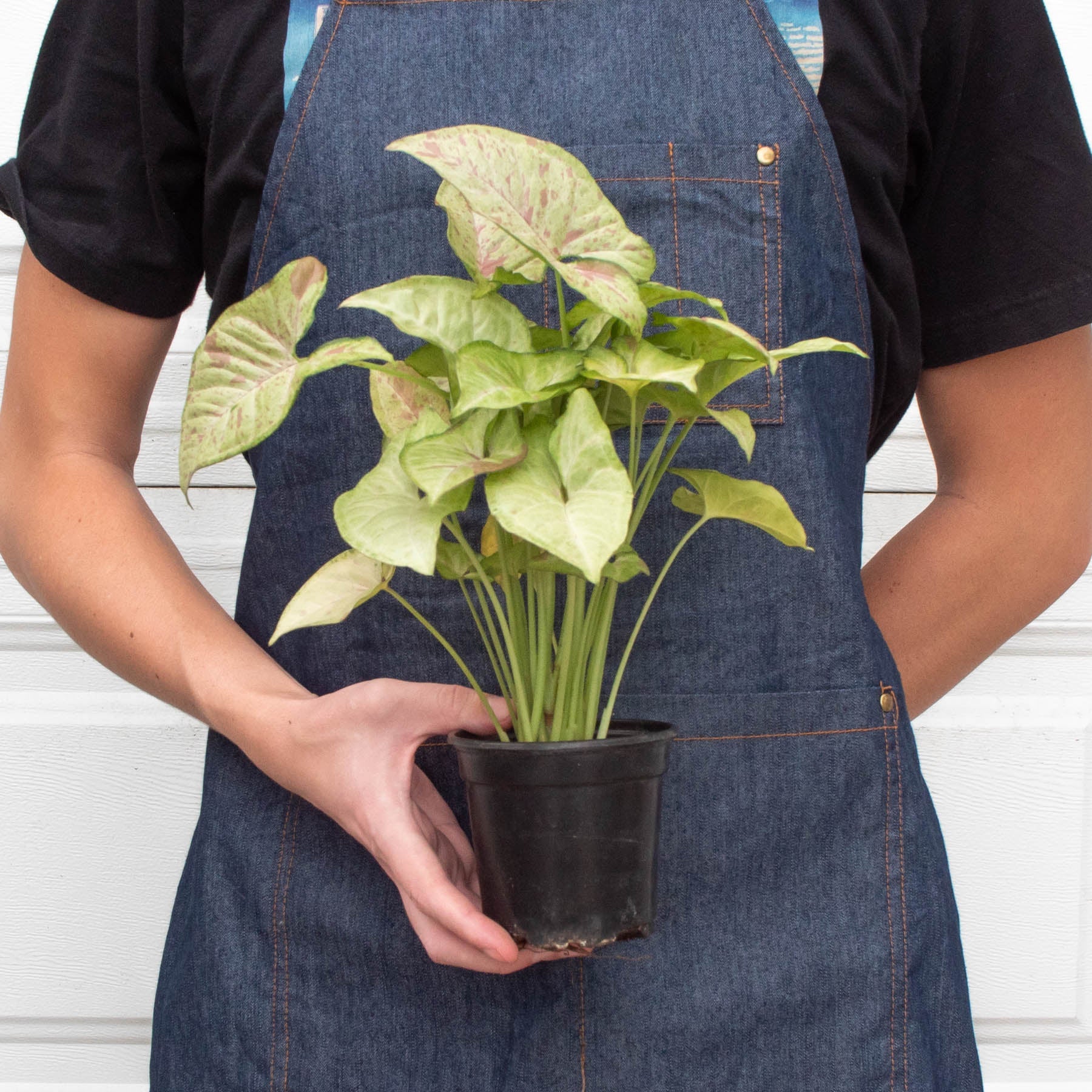 Syngonium 'Confetti' - Image 3