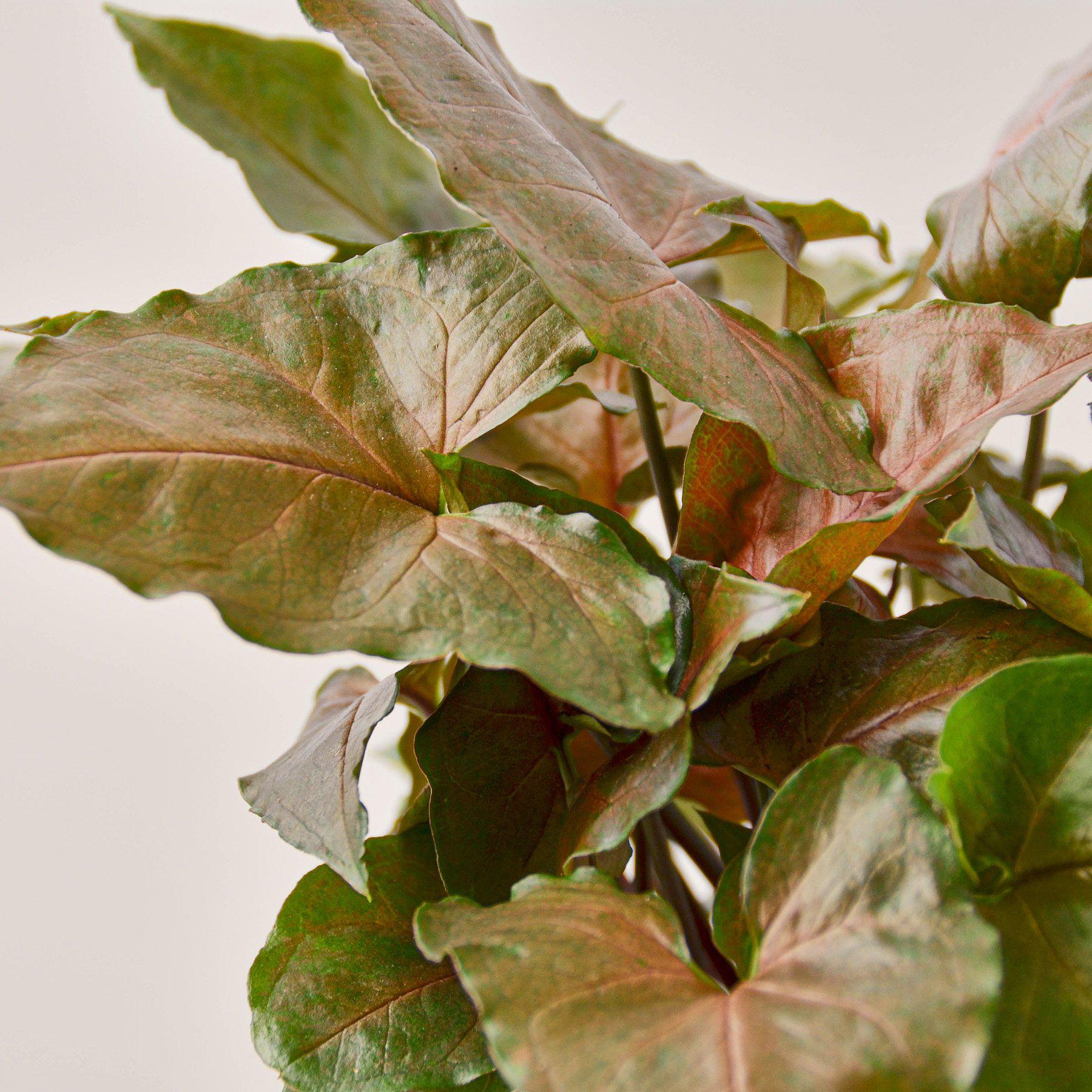 Syngonium 'Merry' - Image 2
