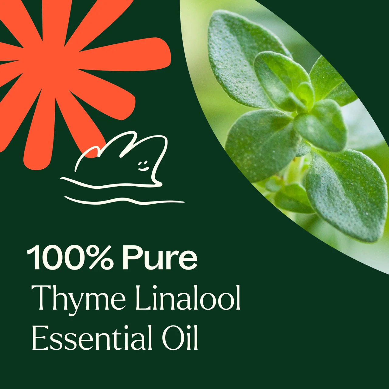 Thyme Linalool Essential Oil - Image 4