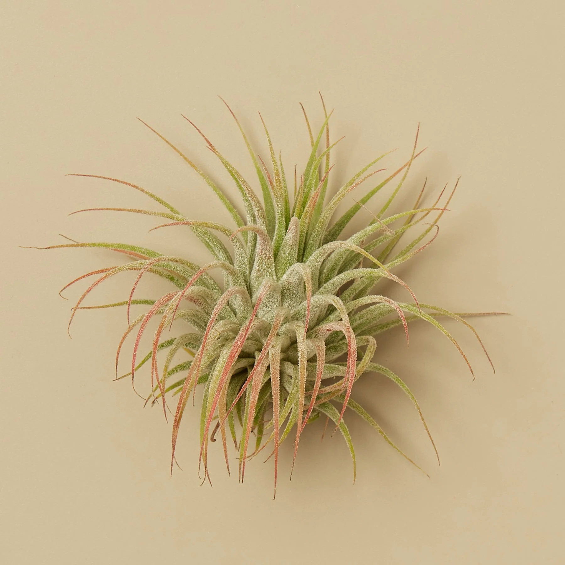 Tillandsia Air Plant Ionantha - 100 Pack