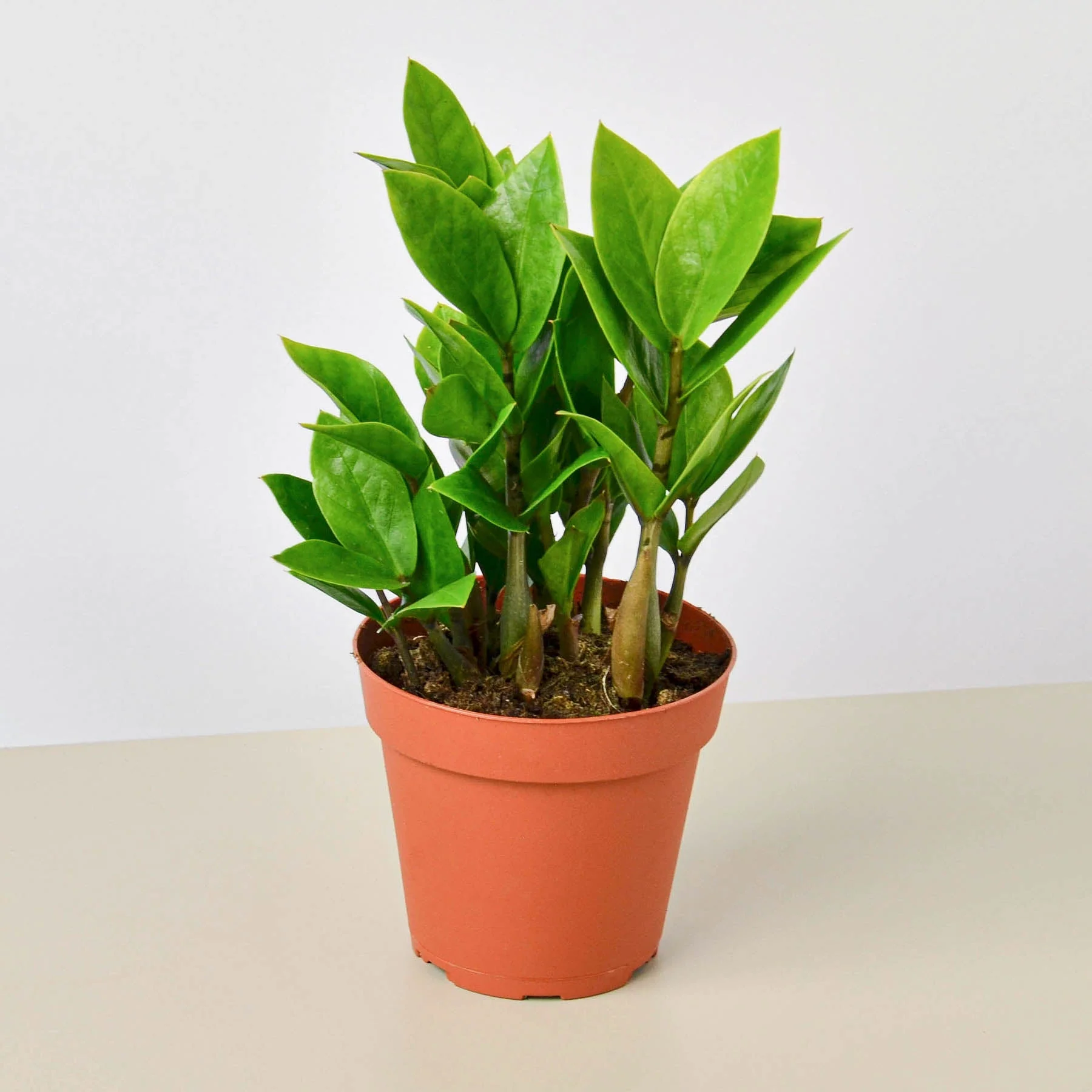 Zamioculcas Zamiifolia 'ZZ' - Image 13