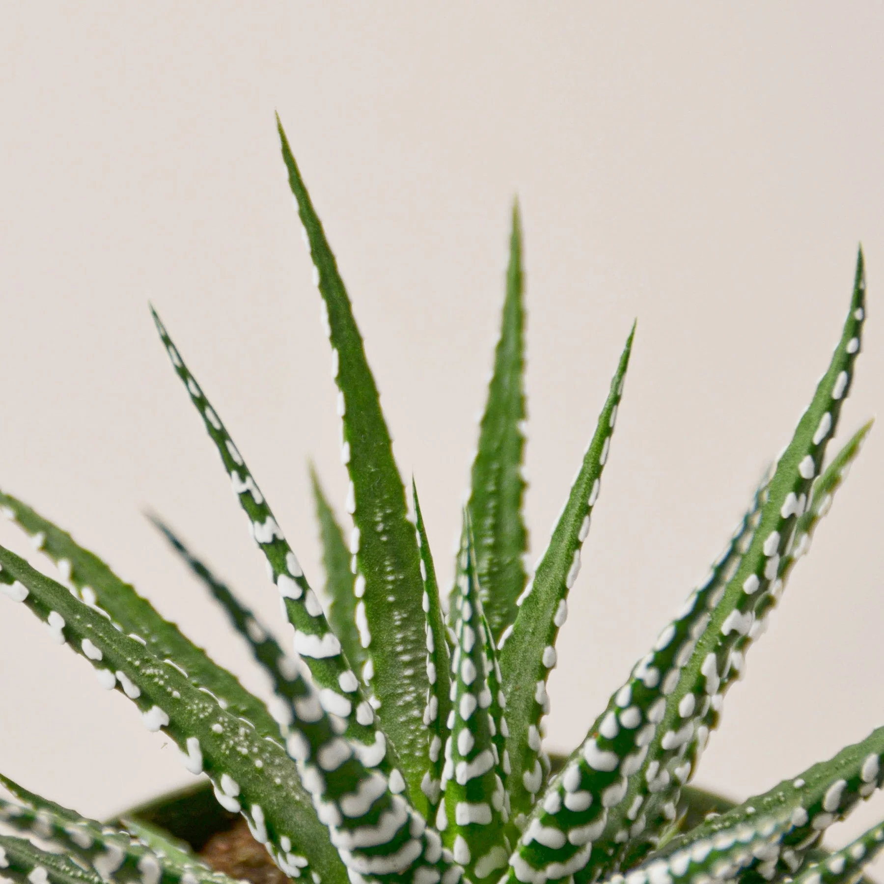 Zebra Succulent - Image 5